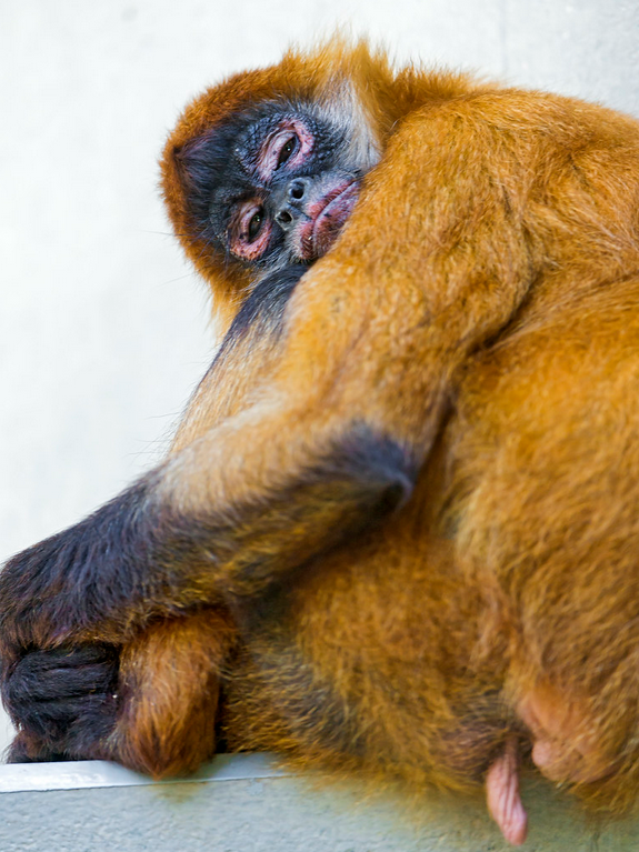 番外丁丁历险记