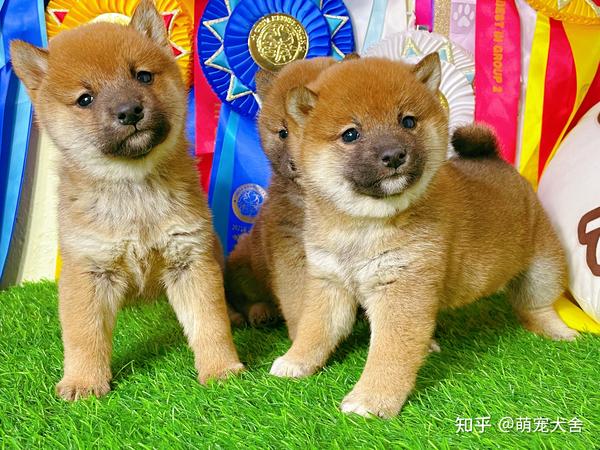 金毛和柴犬哪个更适合家庭饲养 价格怎么样 知乎