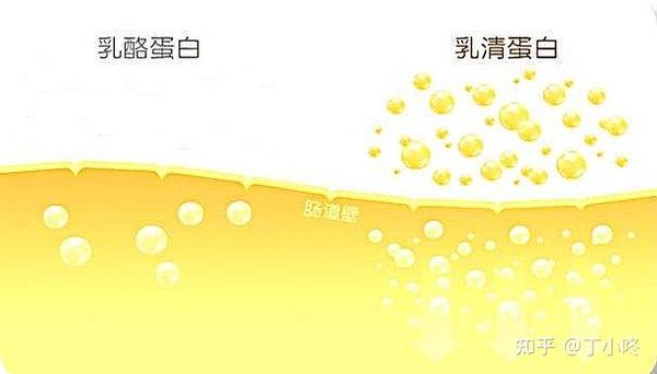 ②脂肪：羊奶和牛奶都含有丰富的脂肪，但羊奶中的脂肪球直径更小，短链