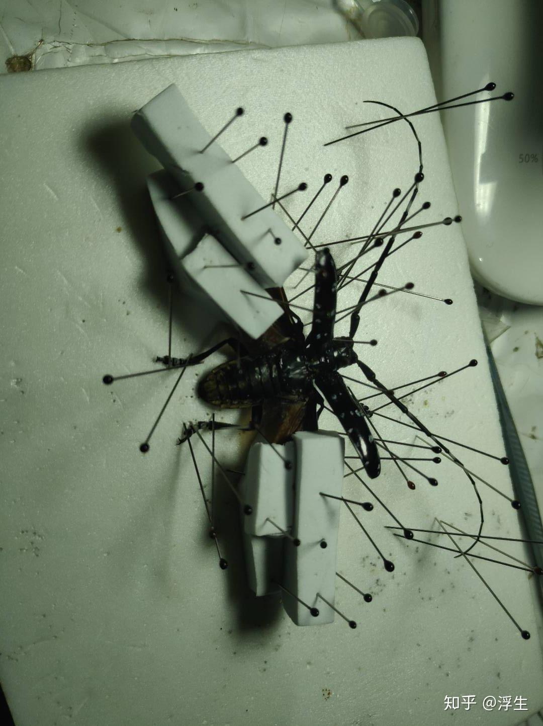 昆虫标本系列--星天牛