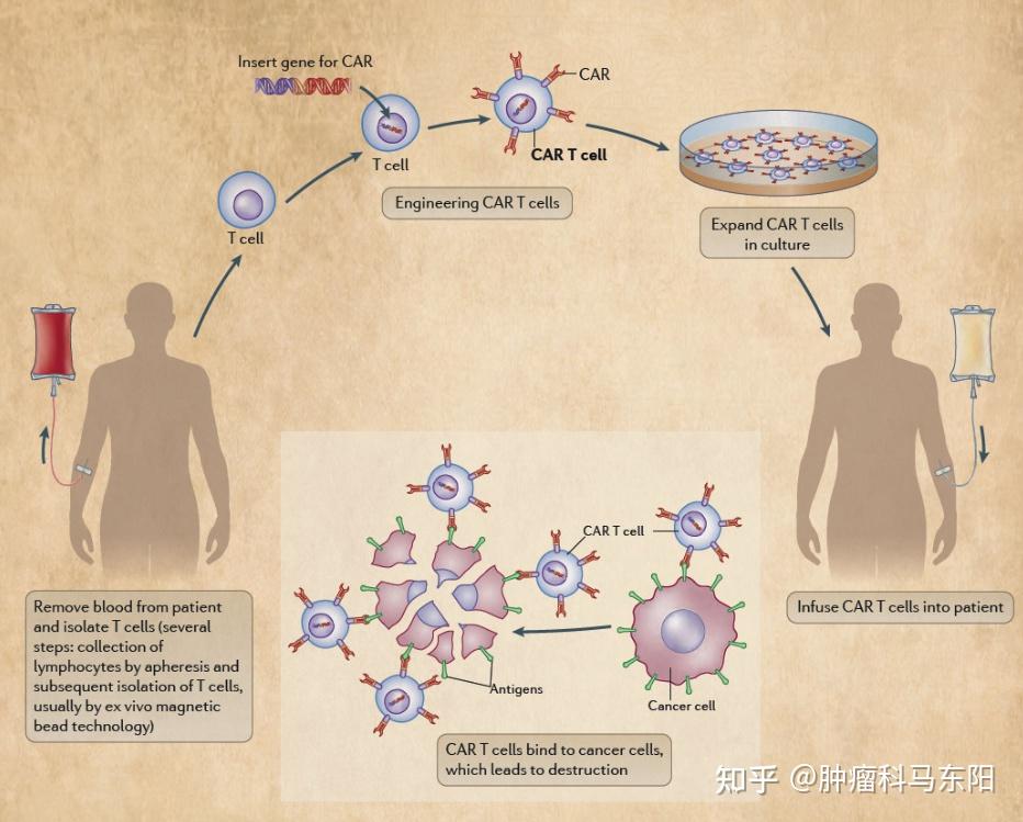 什么是免疫治疗?它的原理是什么?能否一直用下去呢? - 知乎