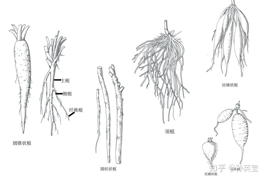 植物根茎叶简笔画图片