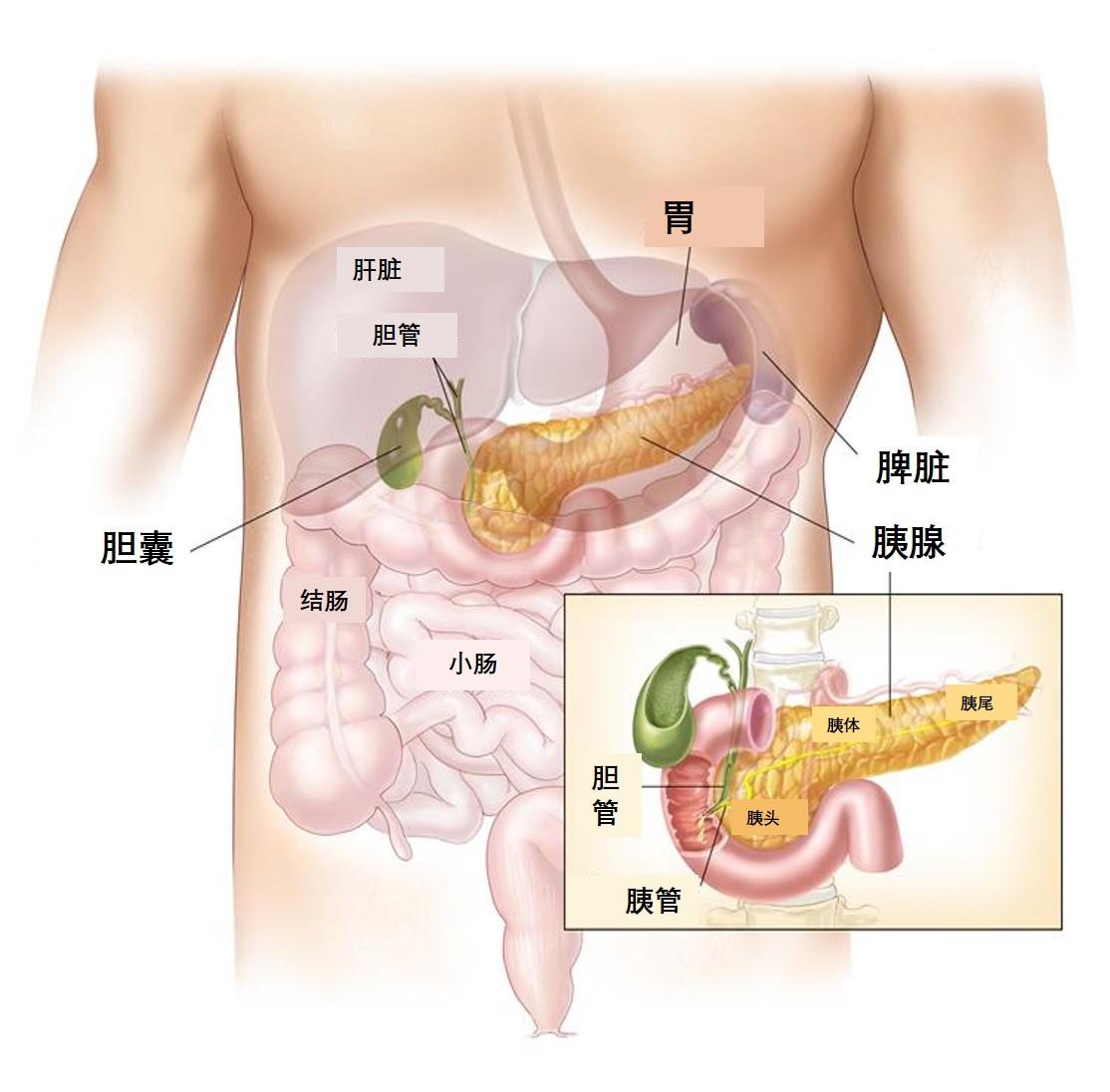 一文读懂胰腺癌的分类 发病风险 症状和生存状况 知乎