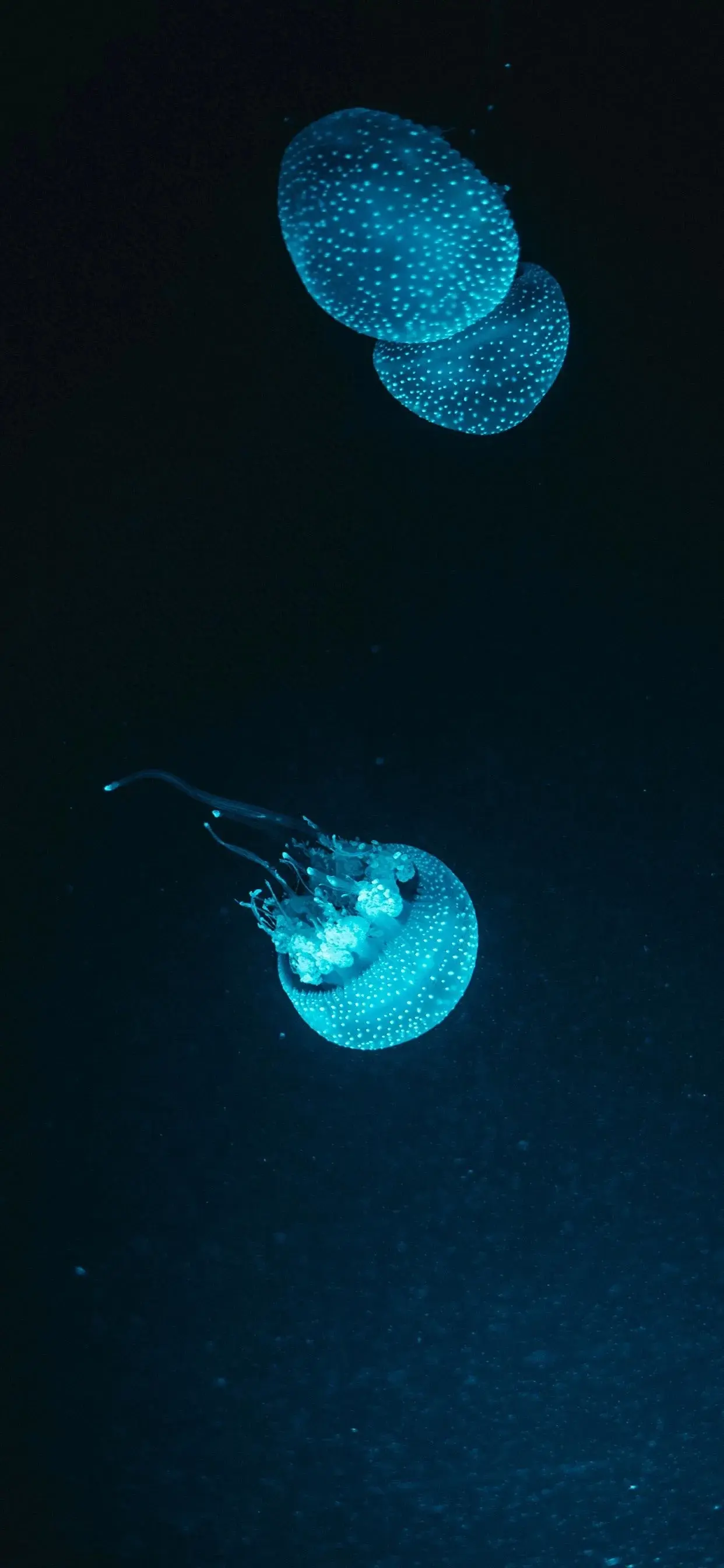 美丽的海洋生物壁纸