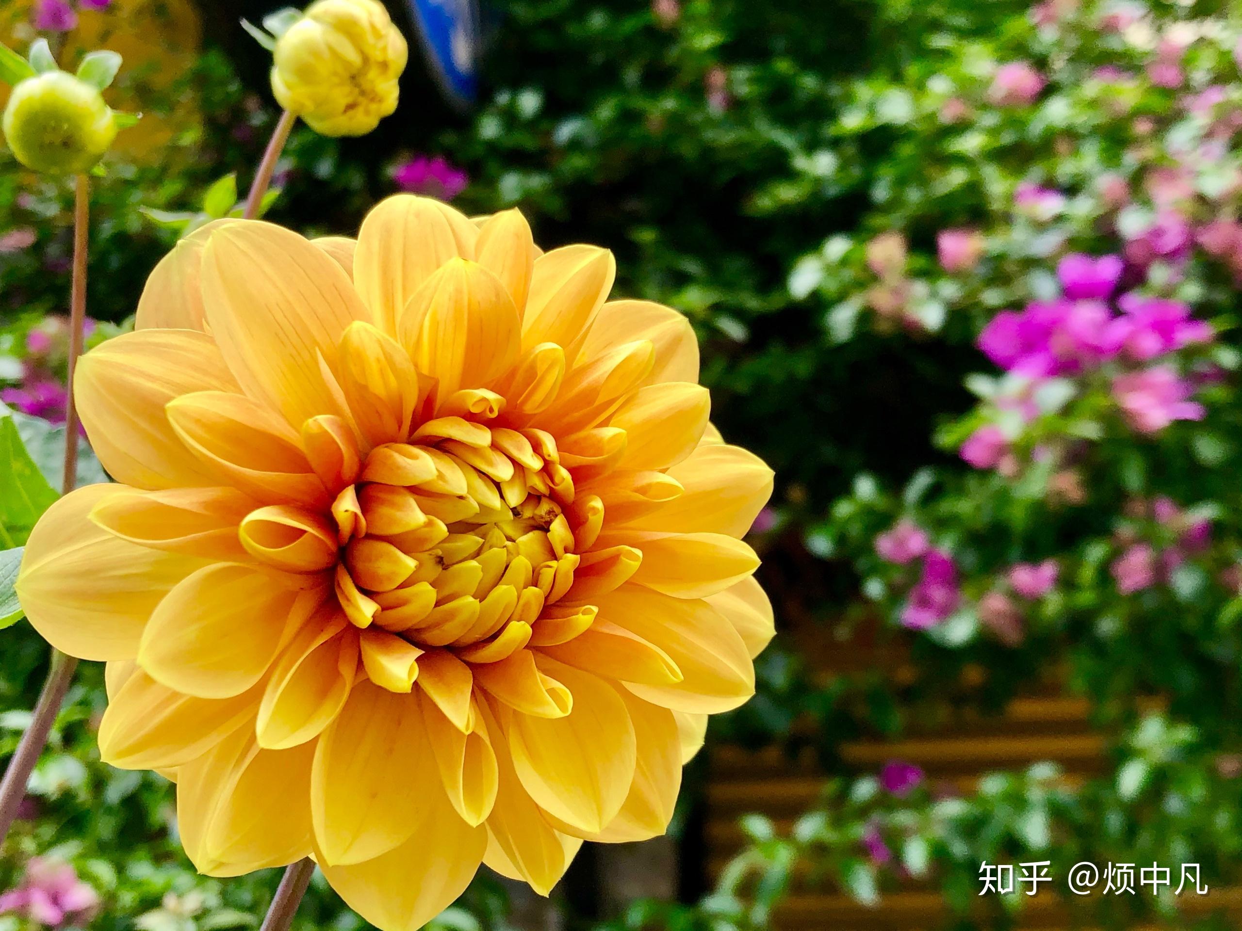 四梵住——一般称为『四无量』,或以情感语调称之为『内心的觉醒』