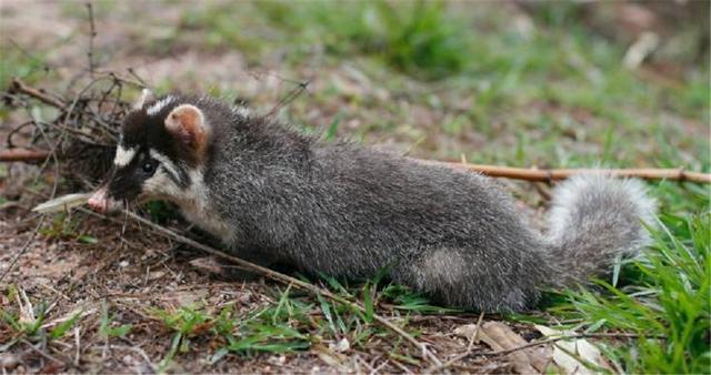 战斗力最弱的鼬科动物鼻子像猪脸像老鼠擅长用鼻子挖洞做窝