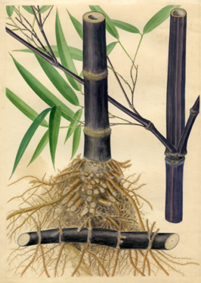 植物科学绘画之茎的科学绘画方法 知乎