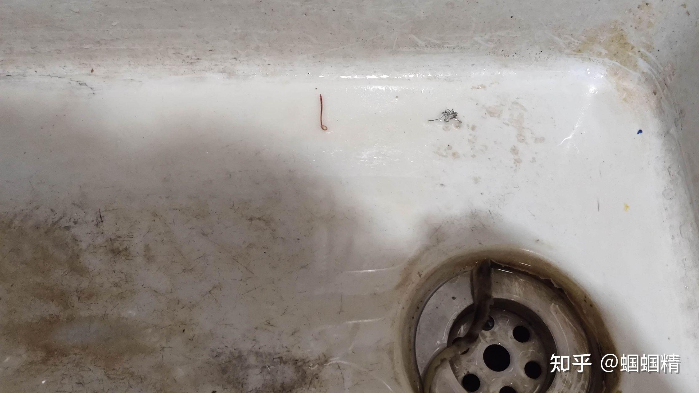 厨房水槽里发现一只虫子请教是啥