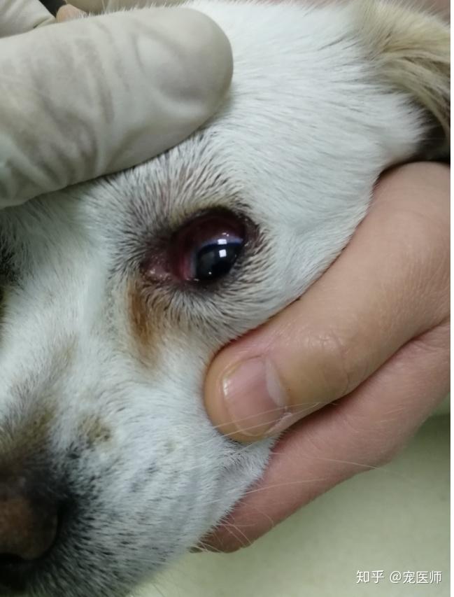 犬瘟热初期症状眼睛图片