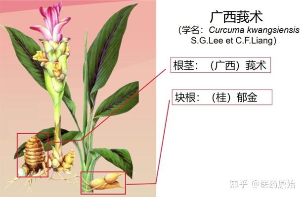 莪术性状鉴别图片