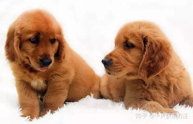 怎么养金毛幼犬 v2-8b2fa19a55fbf5b1bcfbced4c73d40db_r.jpg