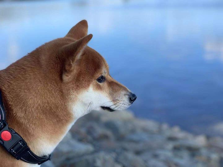 柴犬 豆柴傻傻分不清楚 你真的了解柴犬吗 知乎 柴犬 豆柴傻傻分不清楚 你真的了解柴犬吗 知乎