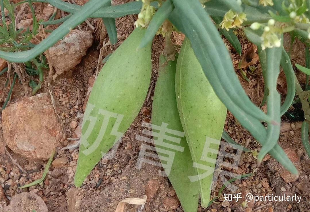 什么是青果图片 v2-8b3eb2c075f515258772f26a1bf65e25_r.jpg