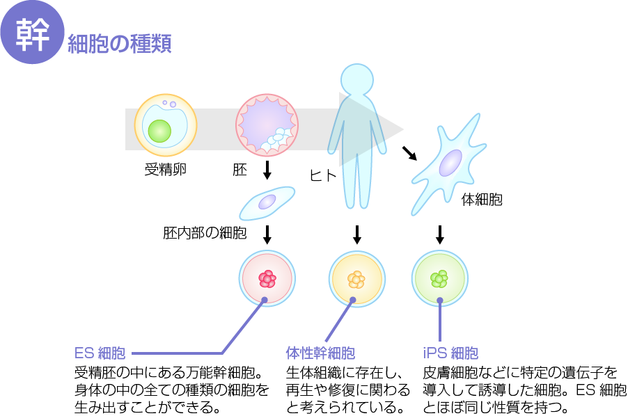 何谓再生医疗 知乎