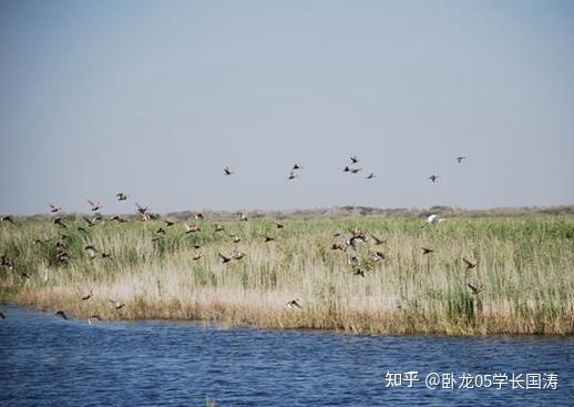 新疆直辖县级市胡杨河 知乎