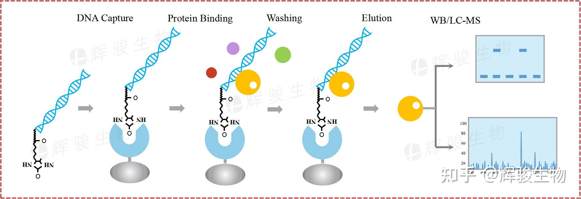 DNA pulldown实验原理—DNA pull down WB/MS实验技术流程 知乎