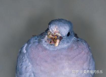 鸽子的第一杀手——毛滴虫,养鸽户们如何无抗解决? - 知乎