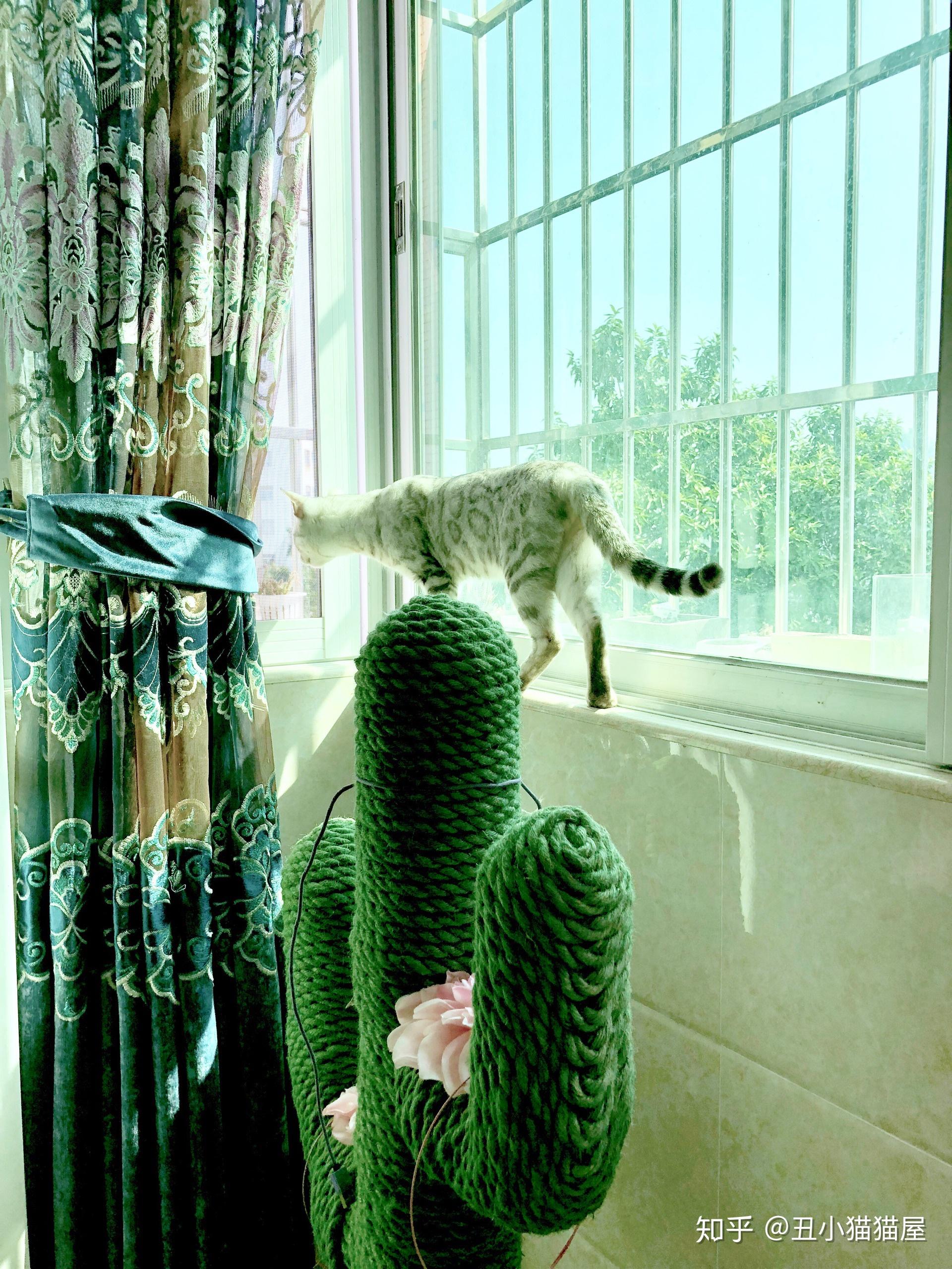 猫咪怎么样会携带狂犬病毒 v2-8b525c346fbb3cfbe9e04a48889f5c1d_r.jpg