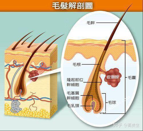 我们先来看看毛囊处组织微观结构图从图中可以看出毛囊是一个封闭的