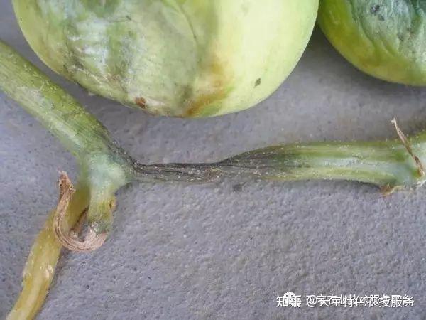 西甜瓜疫病,蔓枯病,腐烂病图解!还不快来收藏!