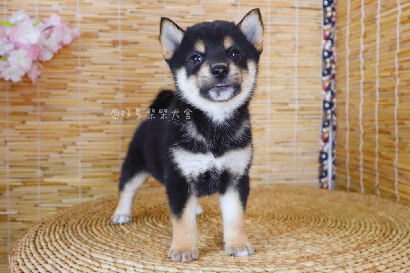 关于“黑柴”你想了解的问题都在这里！ - 知乎