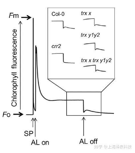 Plant Physiology:x型和y型硫氧还蛋白在波动光下维持光系统I受体侧的氧化还原稳定 - 知乎