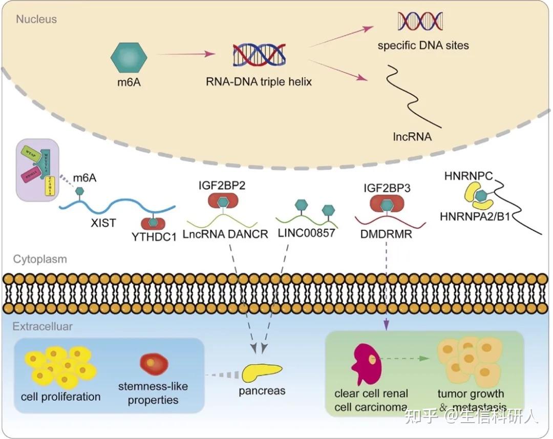 综述 M6a修饰在肿瘤相关的lncrna调控机制研究 知乎