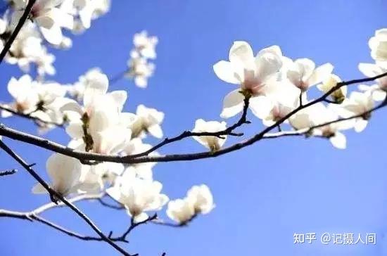 春季北京到哪儿可以观赏玉兰花?您就去这几个地方 - 知乎