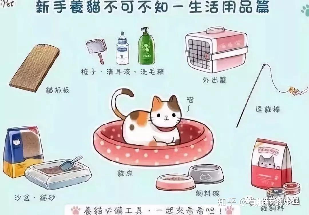 养护技巧初次养猫该做什么准备呢必藏篇