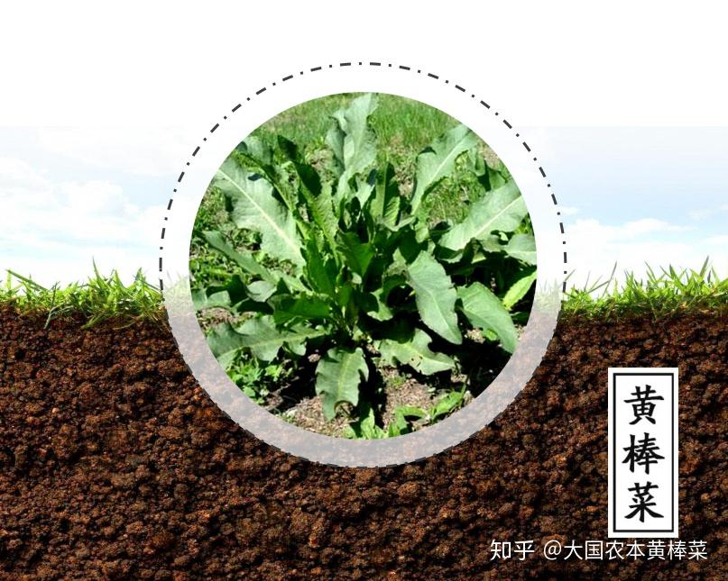 黄棒菜深埋地下的根茎同样是个宝中药大黄