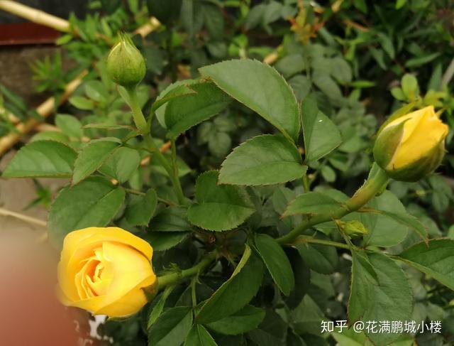 火星王阳台月季金色微月荷兰阳台系列