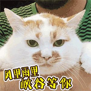 王者荣耀专用表情包gif一群猪队友能不能别送了呀