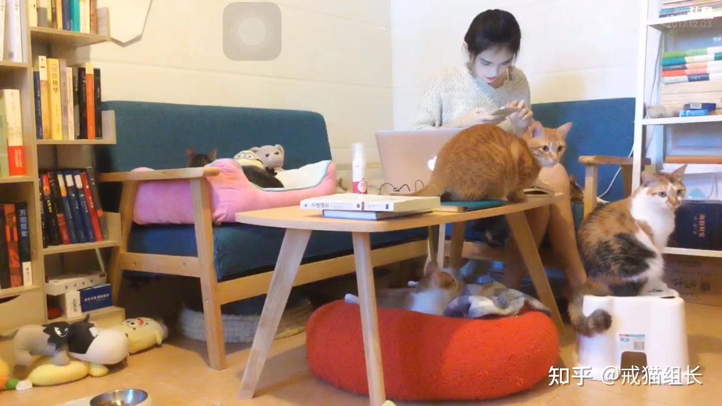 那些长期笼养的猫,后来都怎么样了? - 知乎