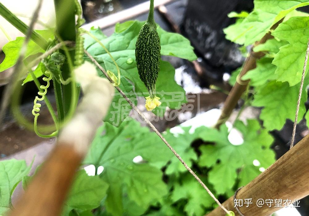 种植手记阳台种了这个瓜才明白吃苦也是一种幸福