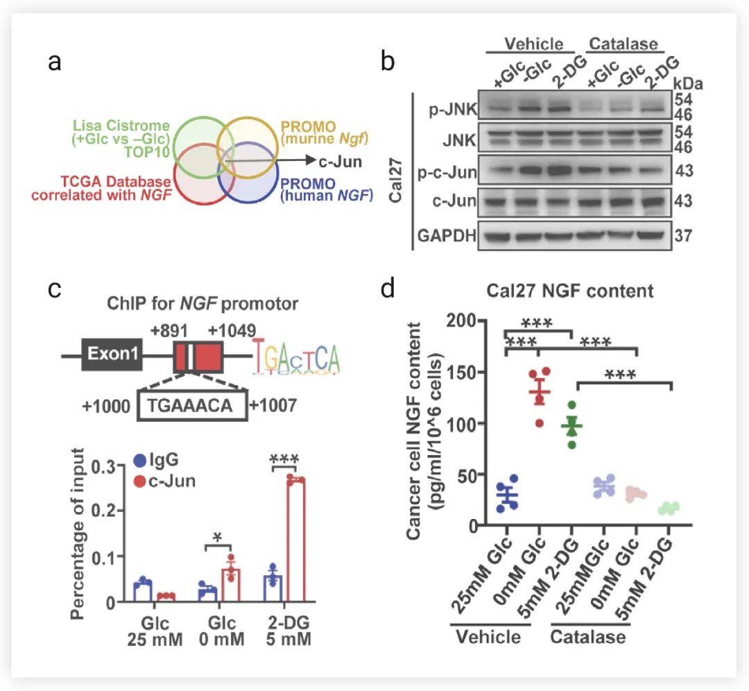 CGRP通过破坏mTOR-Raptor相互作用促进癌症进展 - MedChemExpress - 知乎
