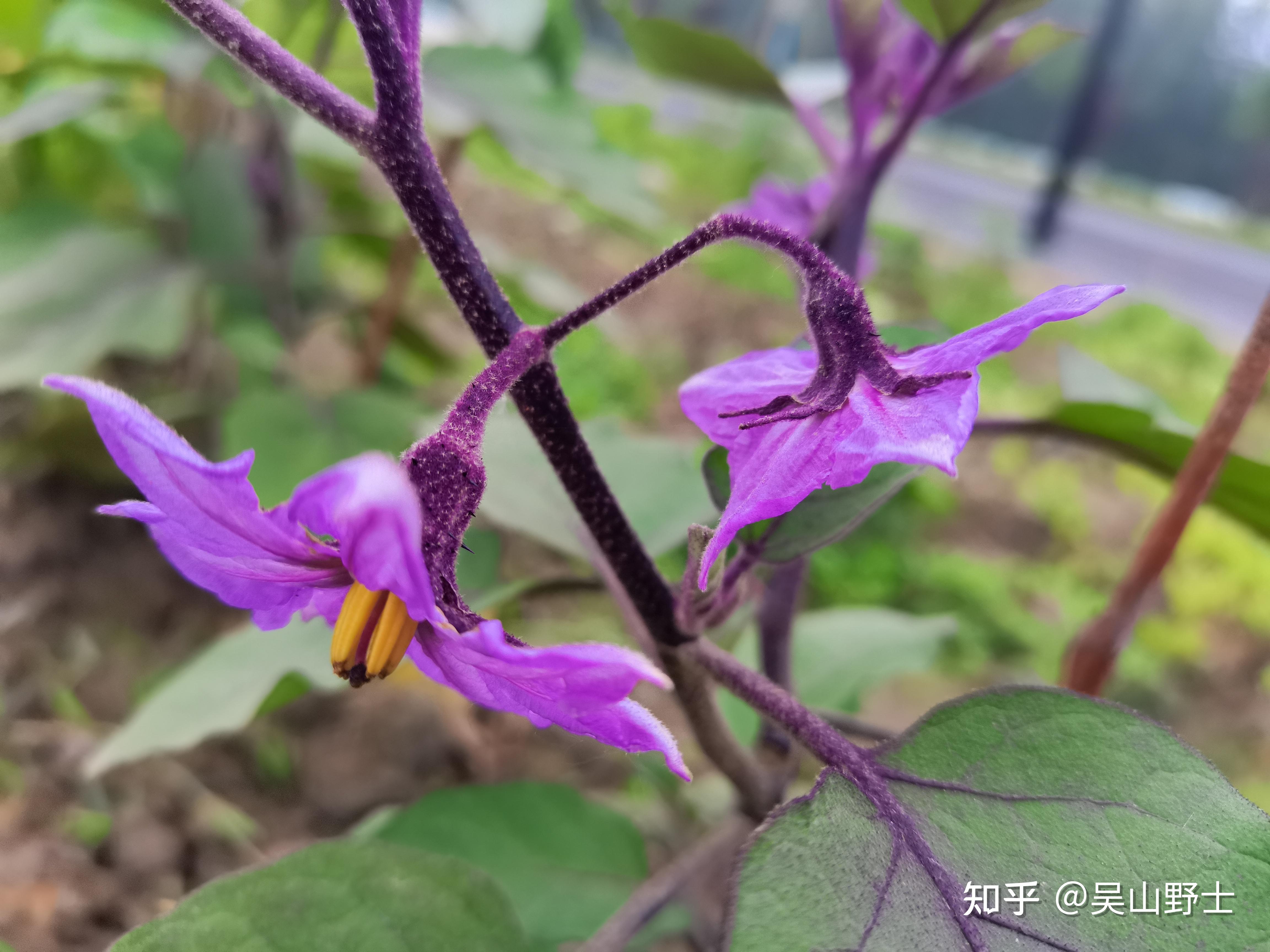 七绝茄花平水韵