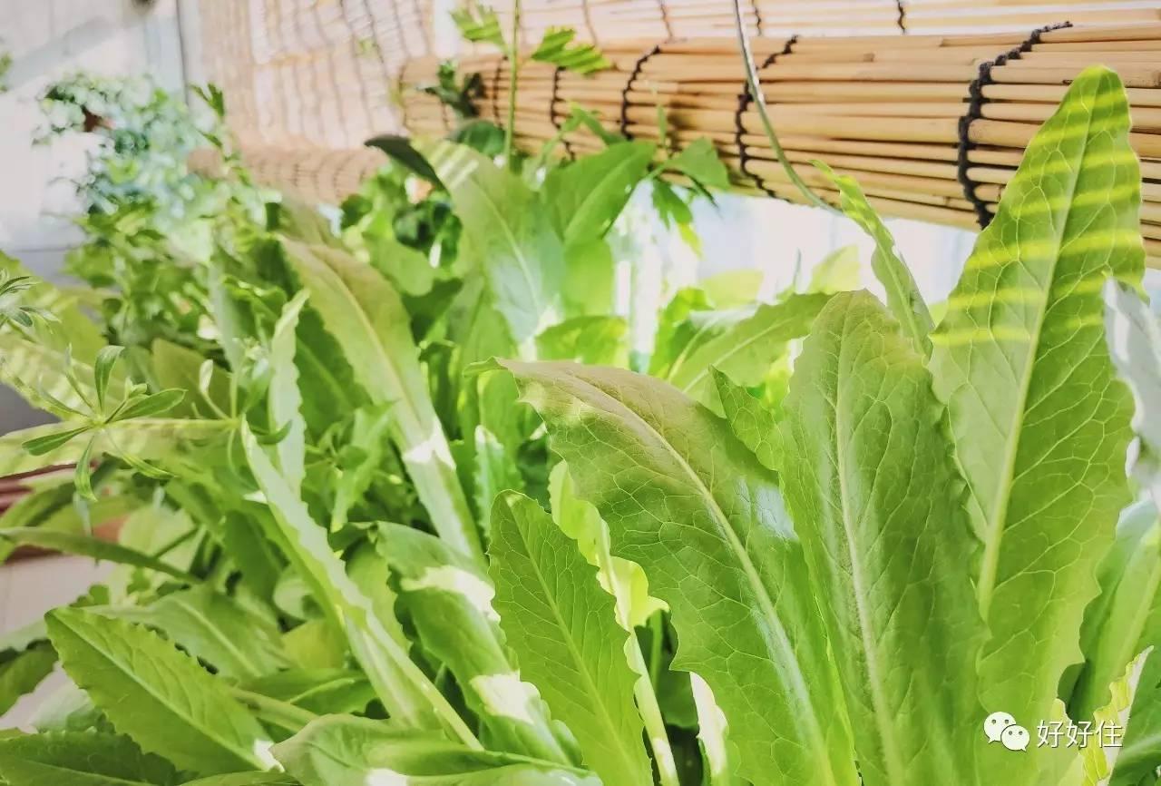 窗户边刚好有宽十五厘米,长六米的台子,刚好放下十二个长方形的菜盆.