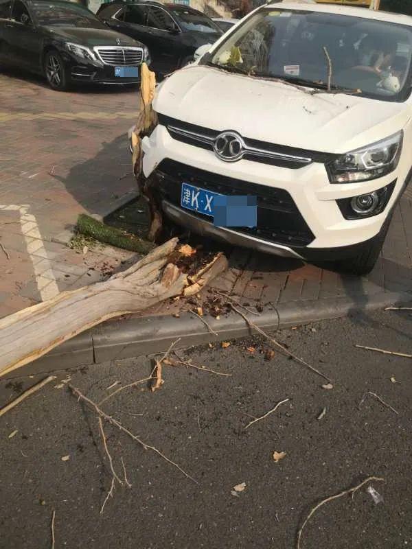 车撞树上罪魁祸首竟是