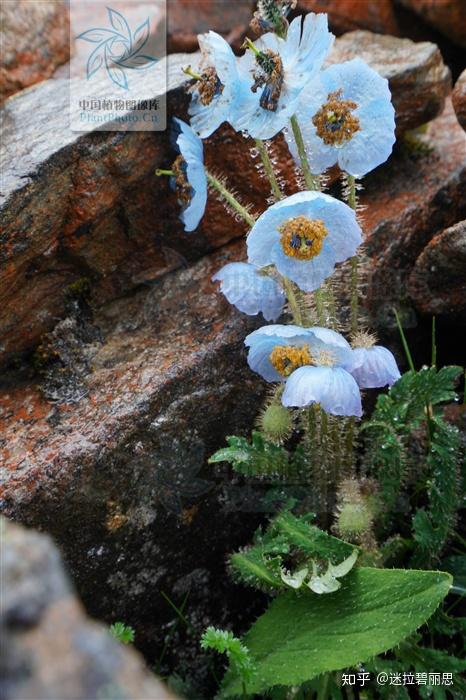 拟多刺绿绒蒿 meconopsis pseudohorridula 宋鼎