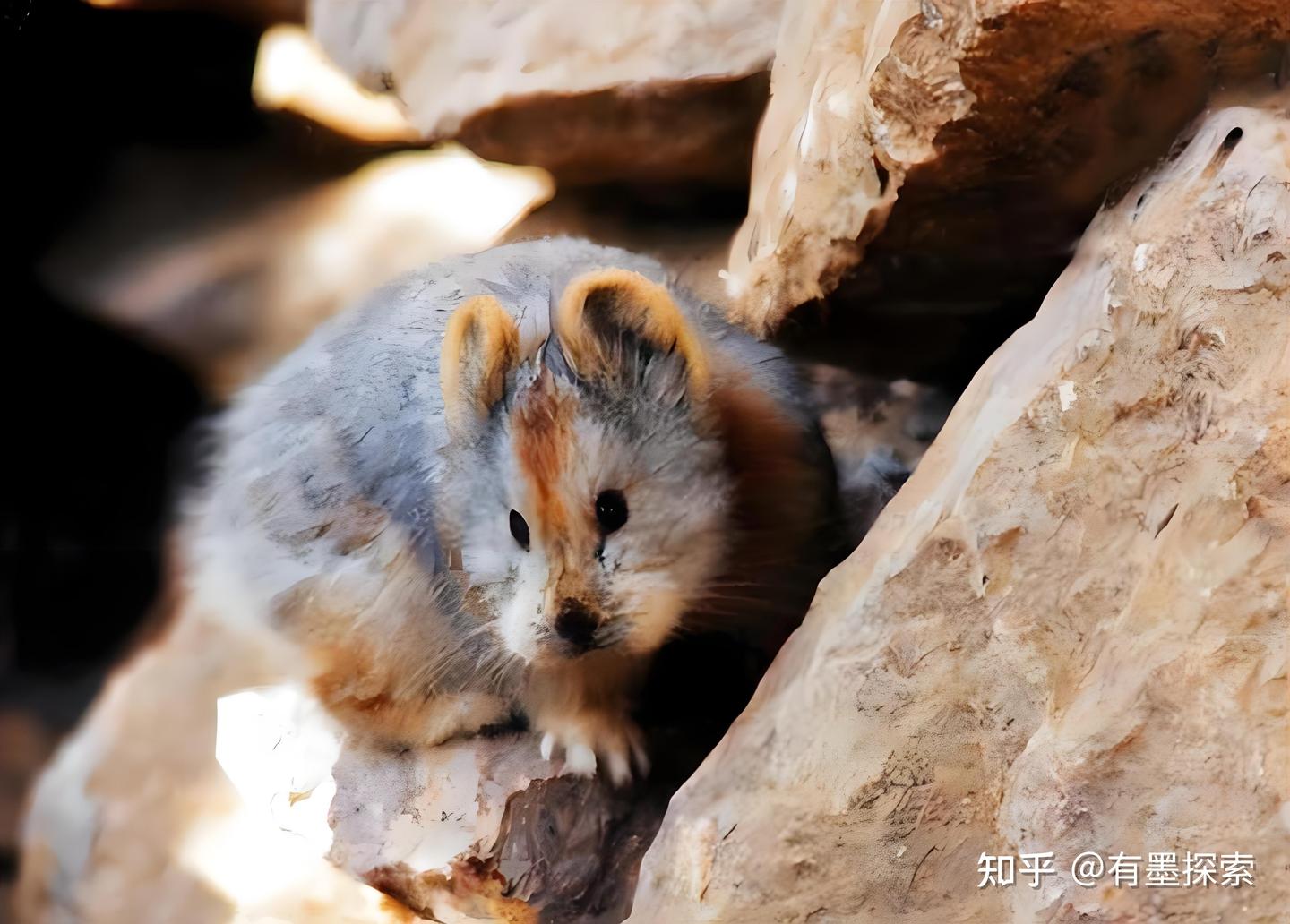 探索天山奥秘：伊犁鼠兔的生活习性与环境适应力 - 知乎