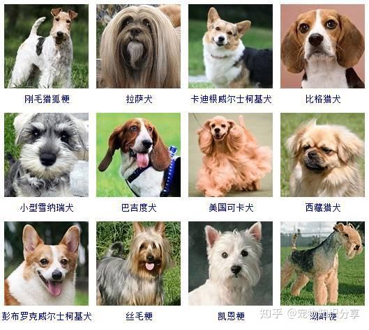 最全狗狗种类图片,没有之一! - 知乎