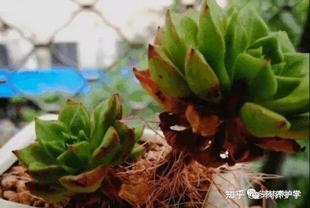 多肉植物冬天长气根怎么办?从这几个方面找原因 - 知乎