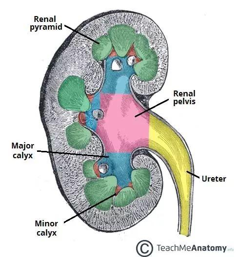肾盏肾盂和输尿管通过以下2个方法可以在影像学中清