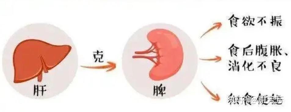 十个人,九个脾虚!中医看来多在肝郁!中医一招,专调肝脾不和 - 知乎