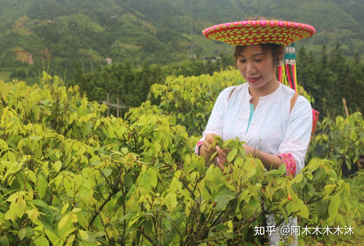 木姜叶柯——富含黄酮素的神奇树叶 - 知乎