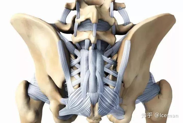 骶髂后韧带图片