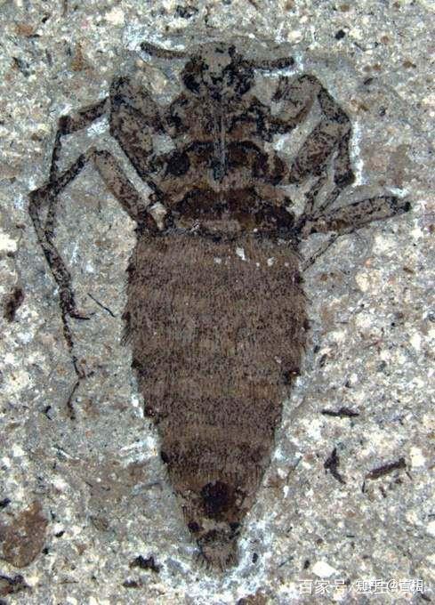 巨型跳蚤和恐怖虫揭秘转