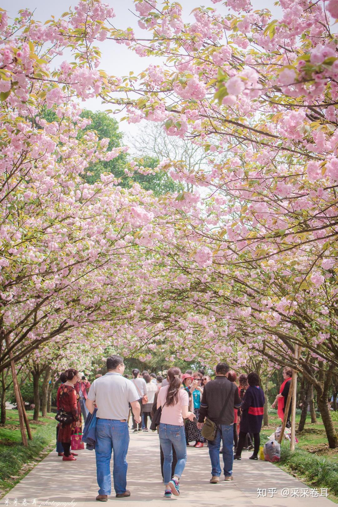 这一季南山植物园的樱花正为你绽放不出主城即可感受浪漫这封超详细