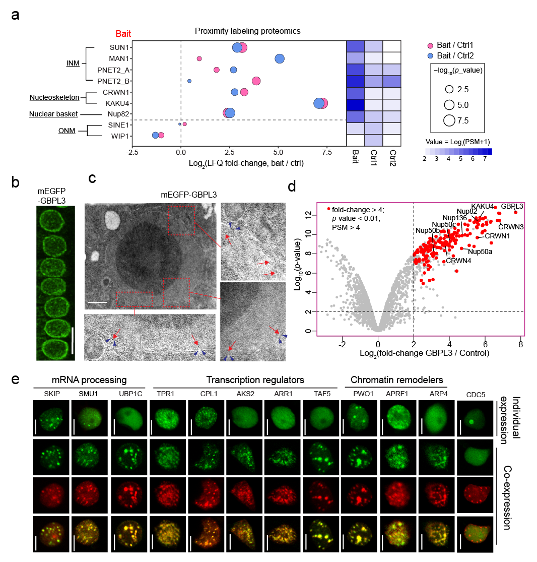 PLoS Biol︱谷杨楠团队揭示植物核孔复合体新组分GBPL3在核篮和核纤层之间发挥 “桥梁” 的新机制 知乎