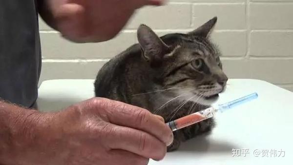 猫咪的肚子里怎么会有水 知乎